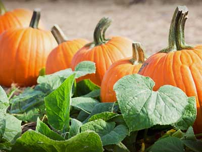 15 Best fruits for your healthy